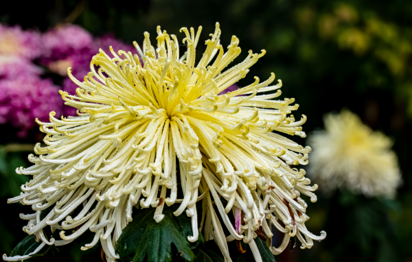 Желтый отцветающий цветок хризантемы