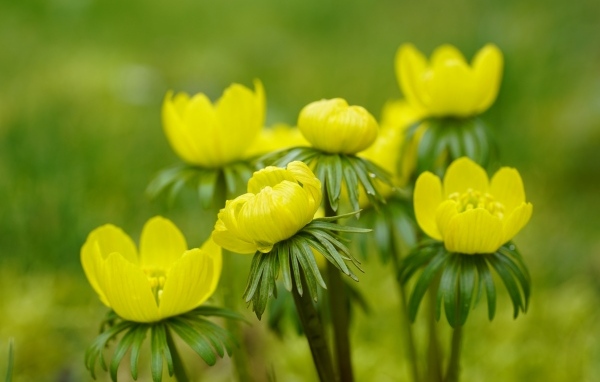 Желтые цветы рябчика крупным планом