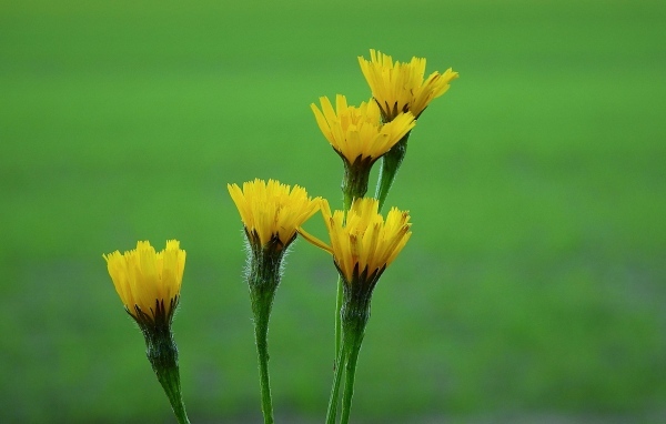 Желтые цветы молочая на зеленом фоне