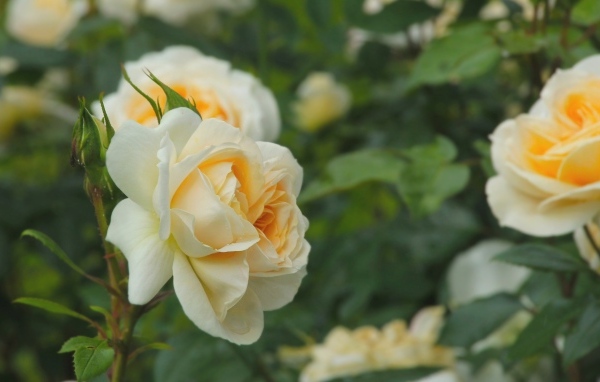 Желтые парковые розы с бутонами