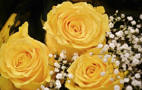 Желтые розы с белыми цветами гипсофилы