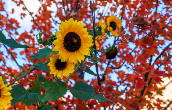 Желтые подсолнухи на фоне дерева с желтыми листьями