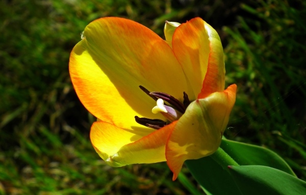 Желтый тюльпан в лучах солнца на клумбе