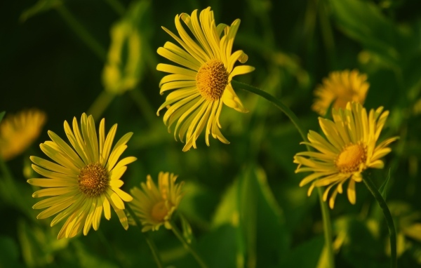 Желтые полевые цветы крупным планом