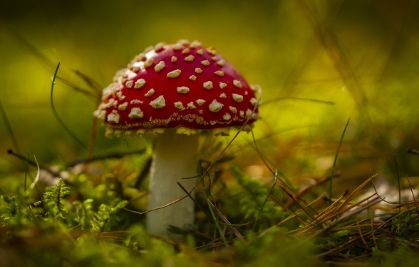 Большой красный мухомор на покрытой мхом земле