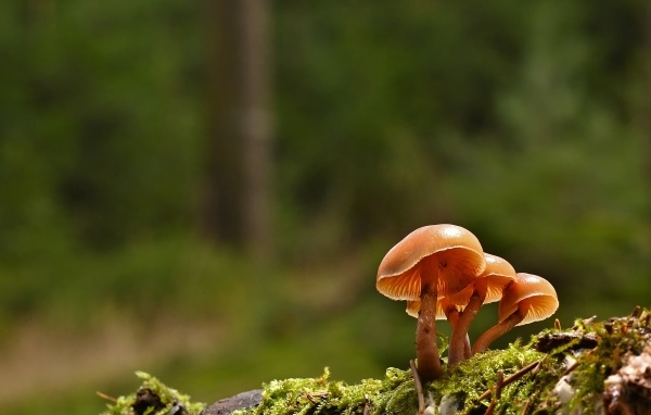Пластинчатые грибы на покрытой мхом земле