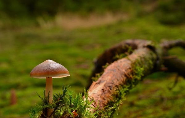 Гриб с зеленым мхом на ветке дерева