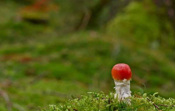 Маленький растущий гриб мухомор в лесу