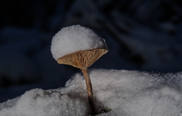 Маленькие гриб в снегу на земле в лесу