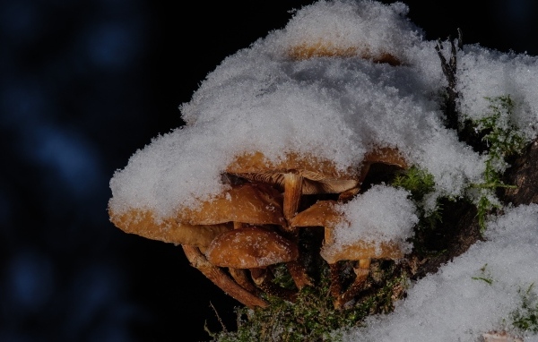 Маленькие грибы под снегом в лесу