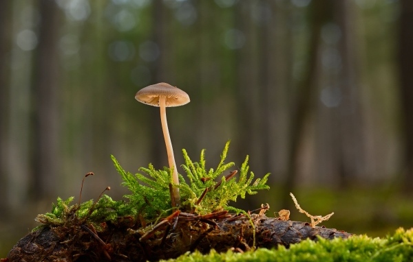 Маленький ядовитый гриб на покрытой мхом земле