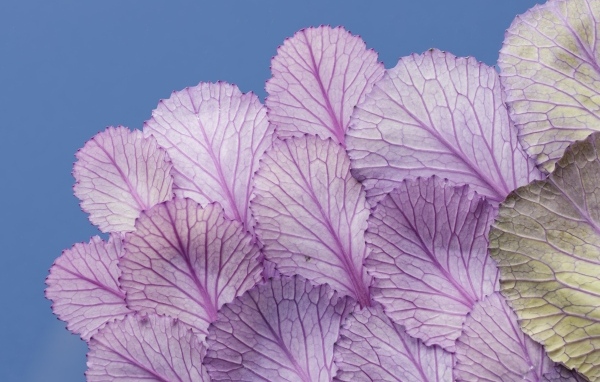 Листья капусты на синем фоне