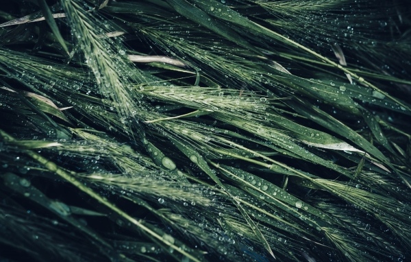 Зеленые колосья травы в каплях дождя