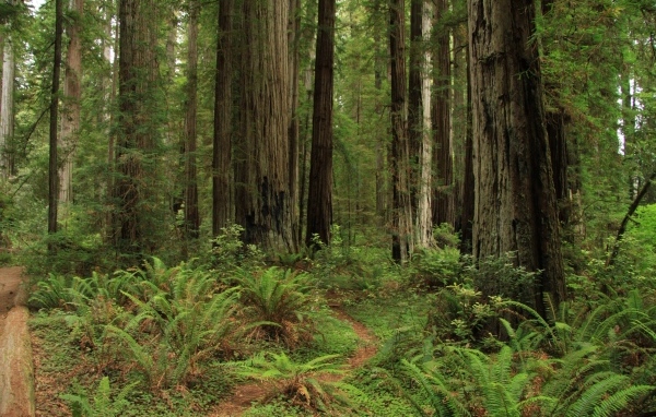 Зеленый папоротник с деревьями в лесу