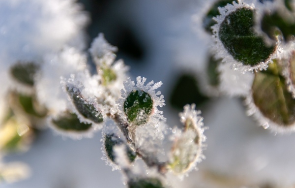 Зеленые листья покрытые холодным инеем