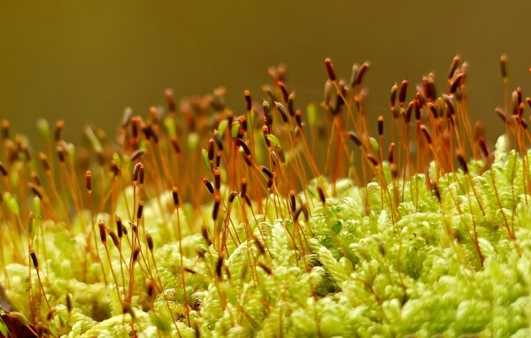 Зеленый мох на земле крупным планом