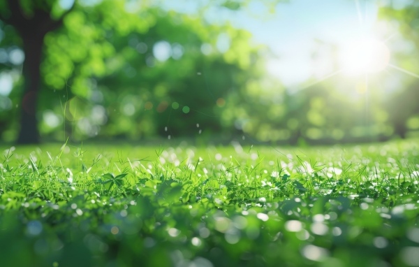 Зеленая молодая трава в лучах солнца летом