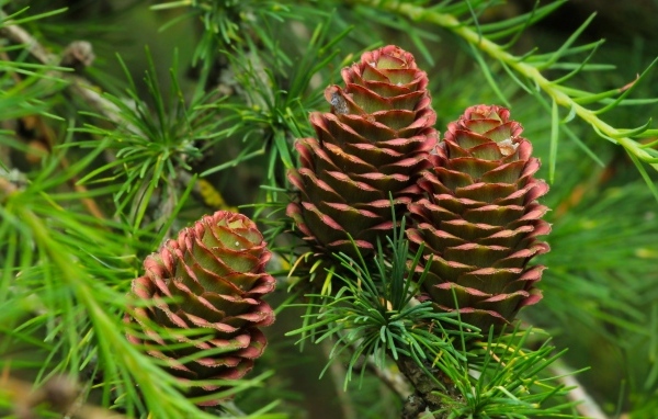 Большие шишки на ветках хвойного дерева