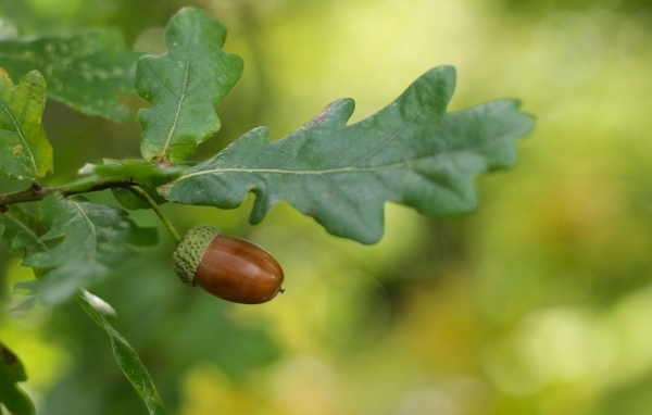 Один желудь с зелеными листьями на ветке
