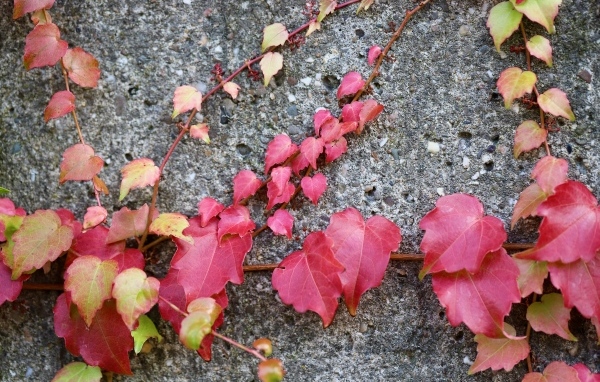 Розовые листья декоративного винограда на стене