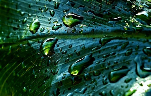 Дождевые капли на зеленом листке