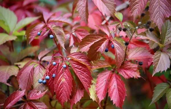 Красные листья дикого винограда