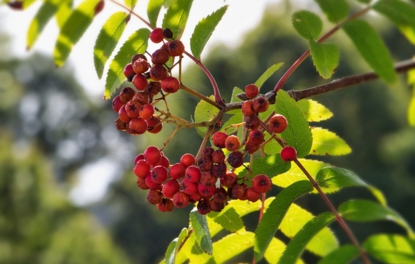 Красные ягоды рябины на ветке крупным планом