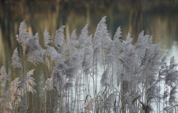 Колосья тростника у воды