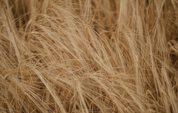 Желтая сухая пшеница крупным планом на поле