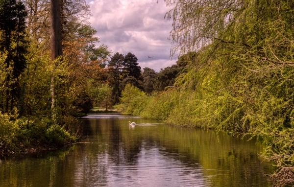 Красивый вид на тихую реку с лебедем