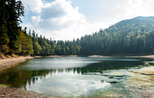Лесное озеро покрывается тиной на берегу