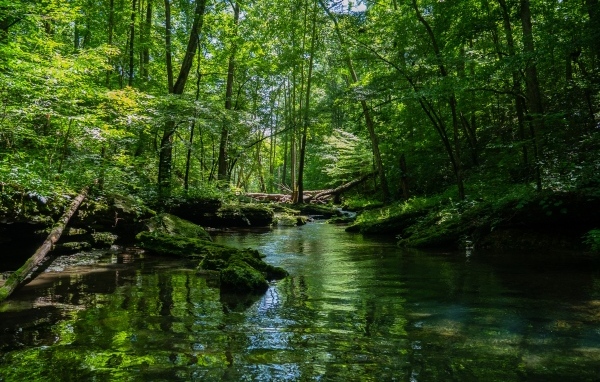 Река в густом зеленом лесу
