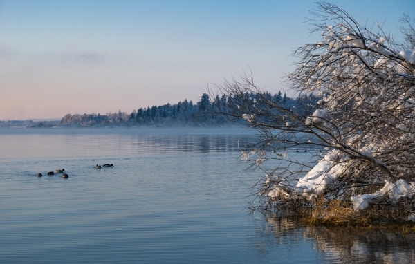 Заснеженные ветки дерева у озера
