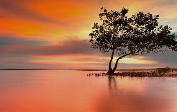 Одинокое дерево в озере на закате солнца