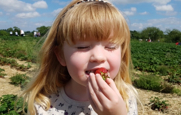 Маленькая девочка с закрытыми глазами пробует клубнику