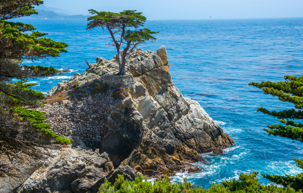 Дерево на вершине скалы у побережья океана Калифорния