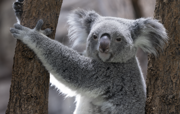 Большая коала висит на дереве