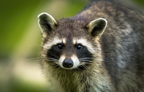 Милый енот с черным носом