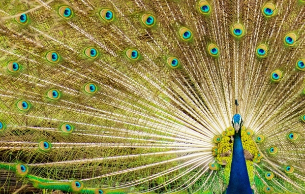 Красивый павлин расправил хвост 