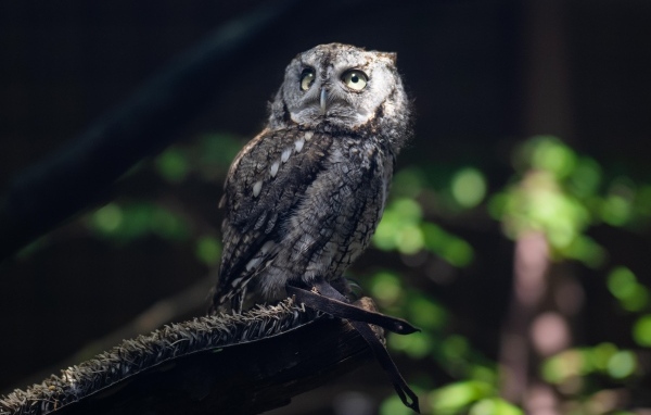 Серая сова сидит на ветке дерева в лесу