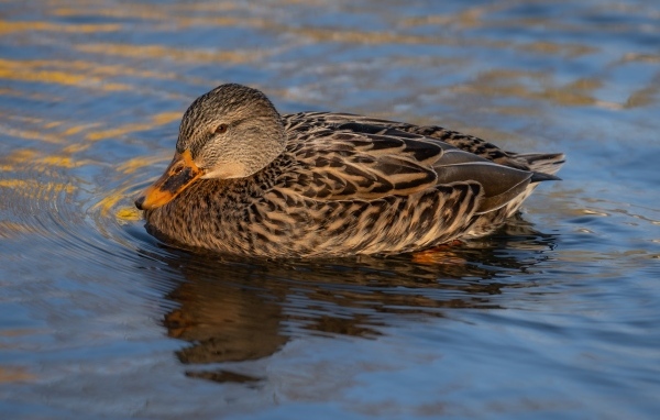 Серая дикая утка плавает в воде