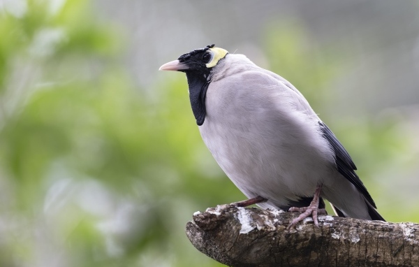Большая серая птица сидит на ветке