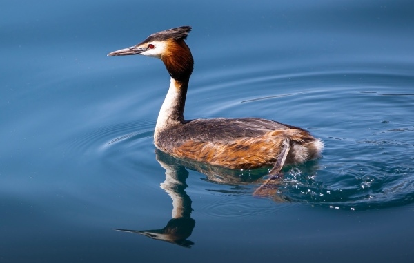 Утка гагара плывет по воде
