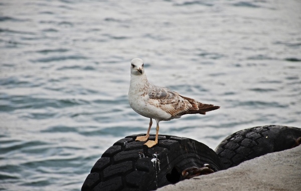 Чайка сидит на колесе у реки