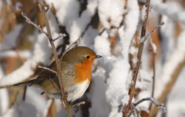 Маленькая птичка на покрытой инеем ветке