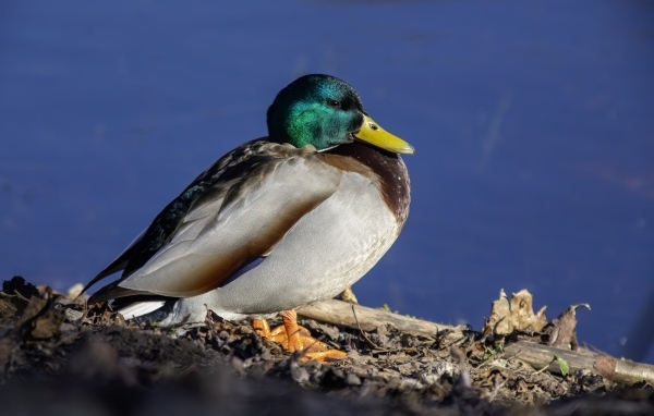 Селезень с зеленой головой у пруда