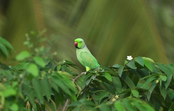 Зеленый Индийский кольчатый попугай в листьях