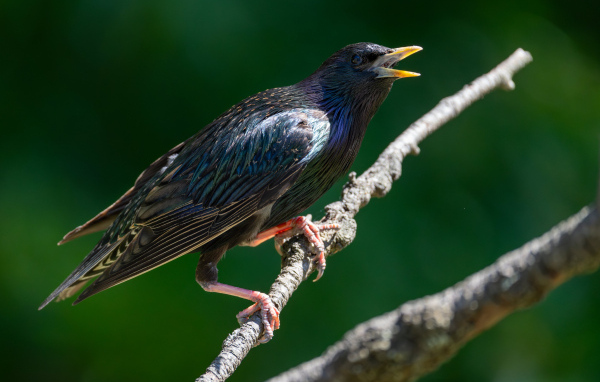 Скворец с открытым клювом на дереве 