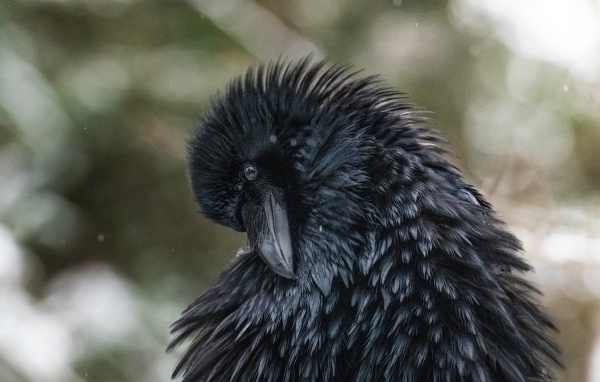 Большой черный ворон взъерошил перья