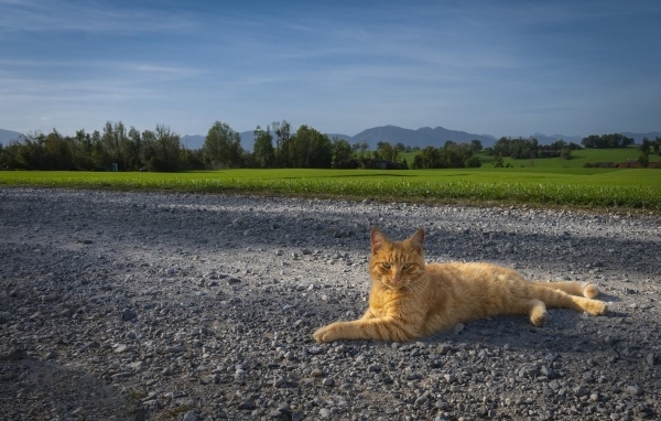 Рыжий кот лежит на дороге